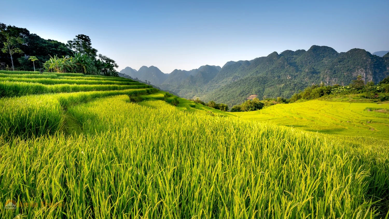 Pu Luong nature reserve harvest season rice terraces White Thai stilt houses trekking best time visit 2026