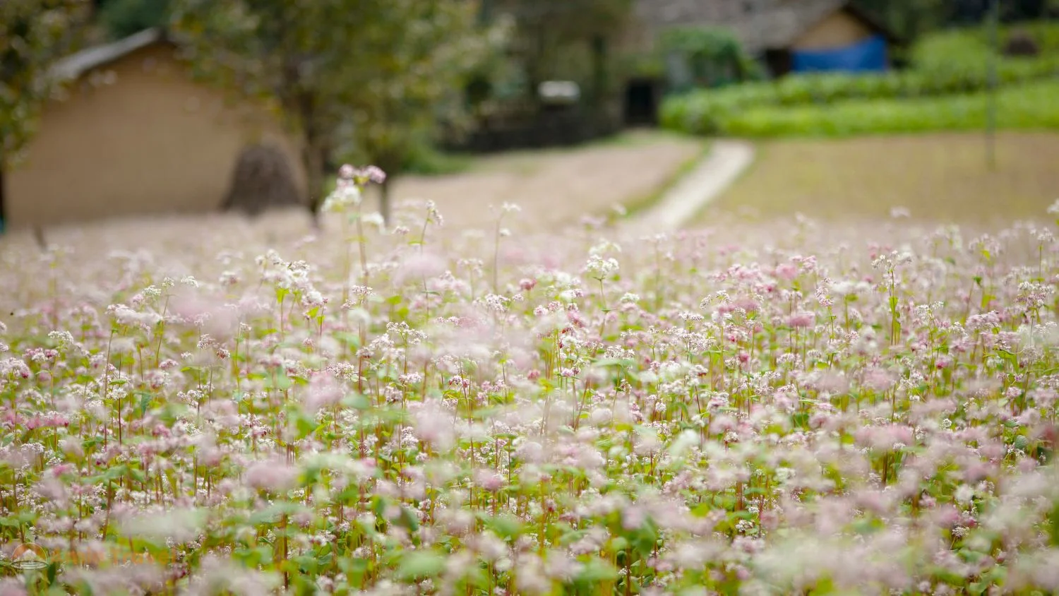 Ha Giang buckwheat flowers October Dong Van plateau Hoa Tam Giac Mach pink purple bloom northern Vietnam harvest season adventure