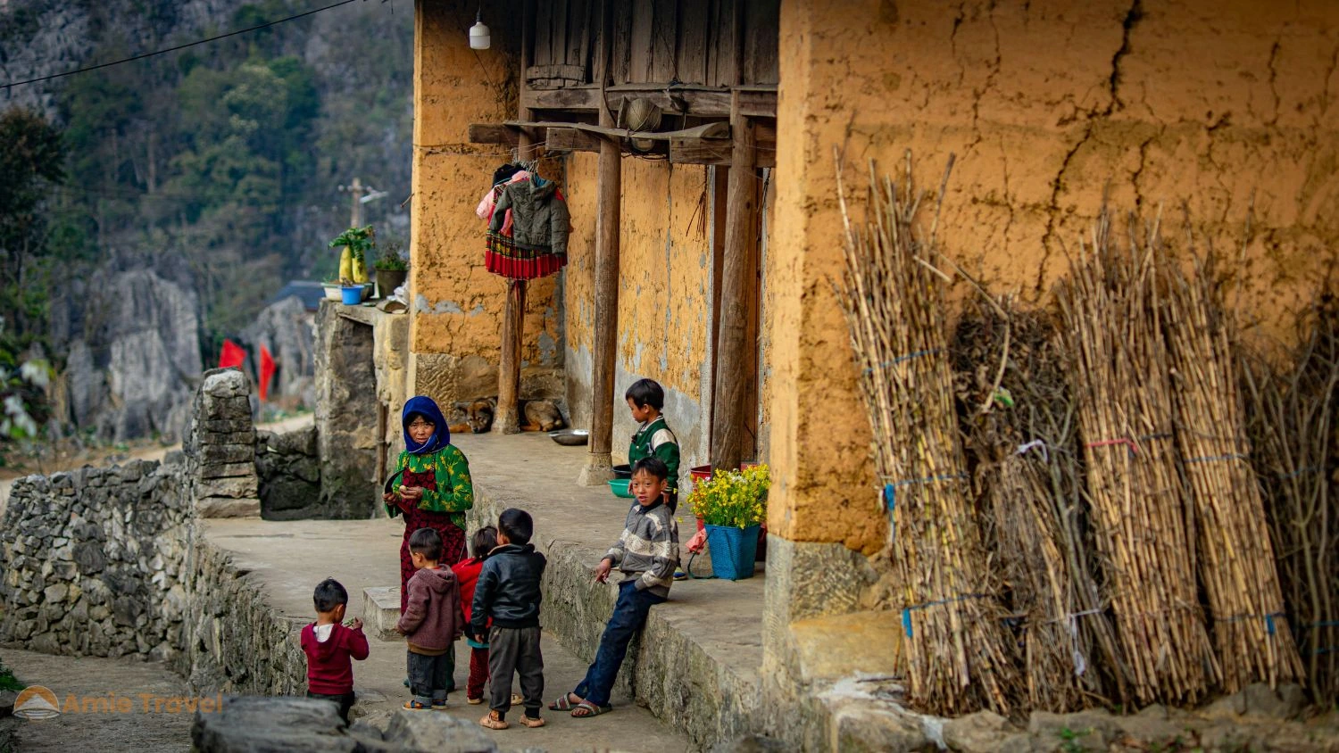 Ha Giang buckwheat flowers blooming in November,
Hoa Tam Giac Mach pink purple on the rocky plateau
Dong Van Vietnam
