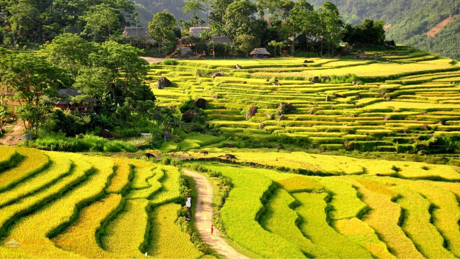 Pu Luong Nature Reserve second rice harvest September October golden terraces Thanh Hoa province Vietnam quiet alternative to Sapa