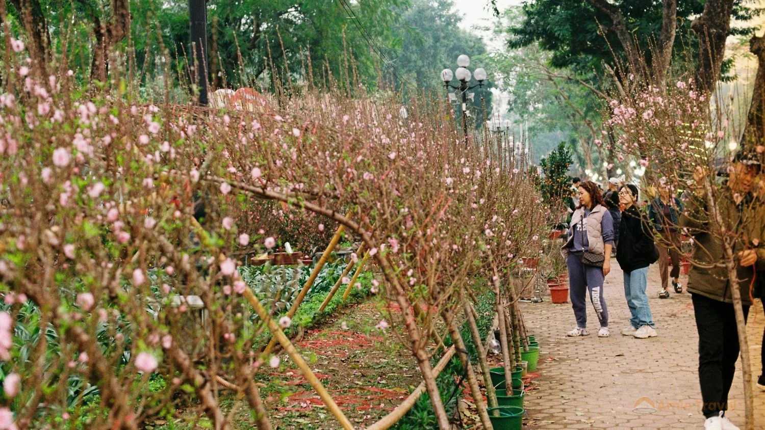Vietnam Tet Lunar New Year preparations in Hanoi,
traditional flower market with peach blossom trees
before Tet 2027 on February 6 Year of the Goat