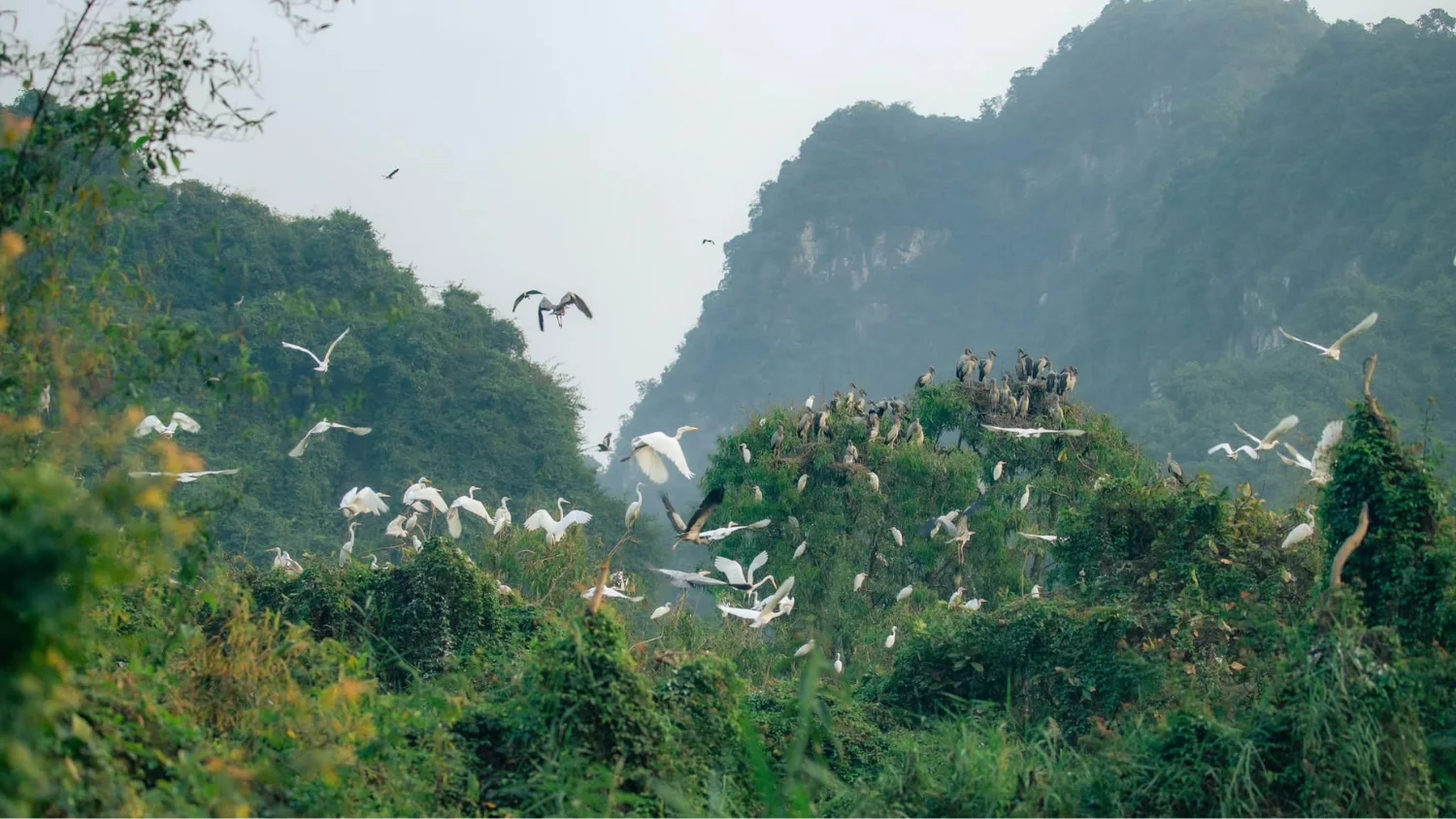 The bird nesting season at Thung Nham in November