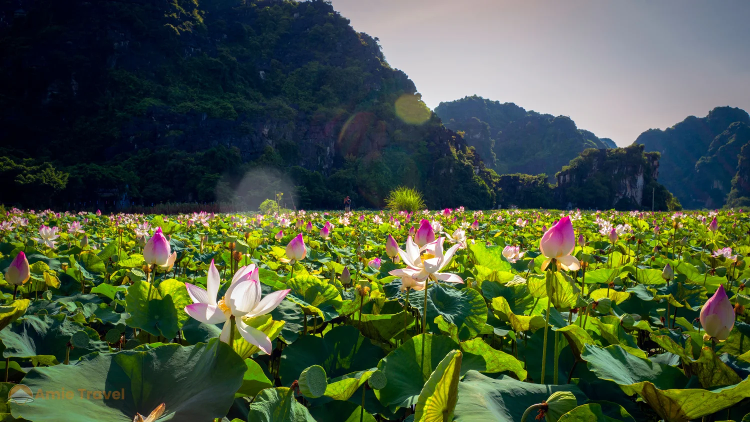 Lotus flowers Thung Nham Ninh Binh June July pink white still water limestone karst lotus season