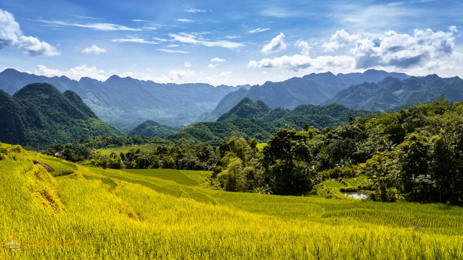 Pu Luong late May first harvest gold and green terraces simultaneously lower fields gold upper fields green White Thai farmers morning northern Vietnam