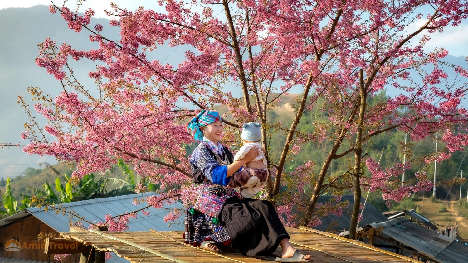 O Quy Ho Pass cherry blossom January February Vietnamese