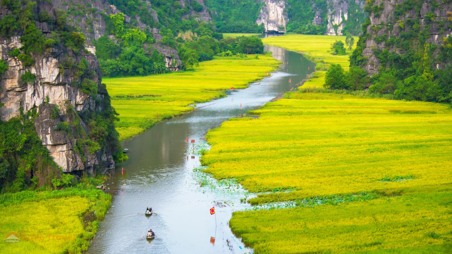 Tam Coc Ninh Binh October golden harvest rice fields Ngo Dong River limestone karsts rowing boat clear autumn sky